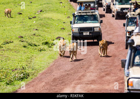 Masse der Fahrzeuge folgen einer Gruppe Löwinnen im Ngorongoro Krater, Tansania. (Redaktionelle nur verwenden) Stockfoto