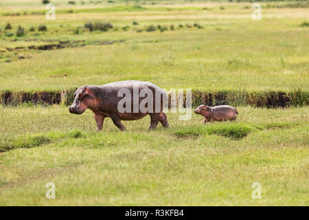 Mutter Hippo und ihr Kalb auf dem Weg zu einem Teich im Ngorongoro Krater, Tansania Stockfoto