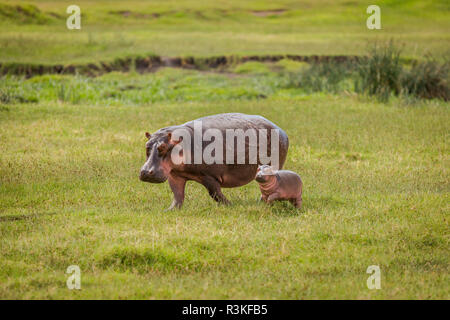 Mutter Hippo und ihr Kalb auf dem Weg zu einem Teich im Ngorongoro Krater, Tansania Stockfoto