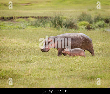 Mutter Hippo und ihr Kalb auf dem Weg zu einem Teich im Ngorongoro Krater, Tansania Stockfoto