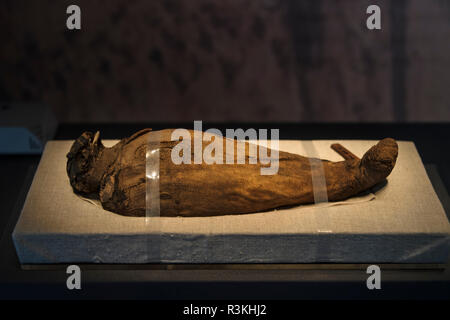 Mumifiziertes Tier in Sanxingdui Museum, Provinz Sichuan, China Stockfoto
