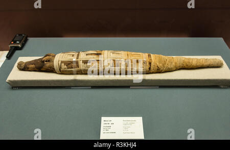 Mumifiziertes Krokodil in Sanxingdui Museum, Provinz Sichuan, China Stockfoto