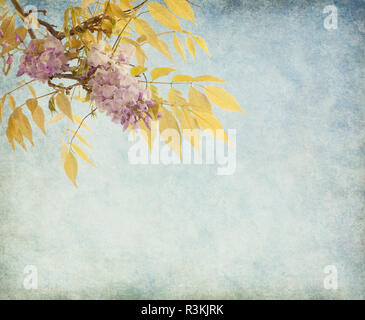 Cluster von Glyzinien im Frühjahr. Hinzugefügt Papier Textur Stockfoto