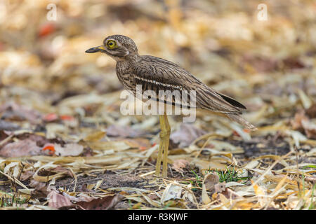 Indien. Indische Thick-Knee (Burhinus indicus) in Bandhavgarh Tiger Reserve. Stockfoto