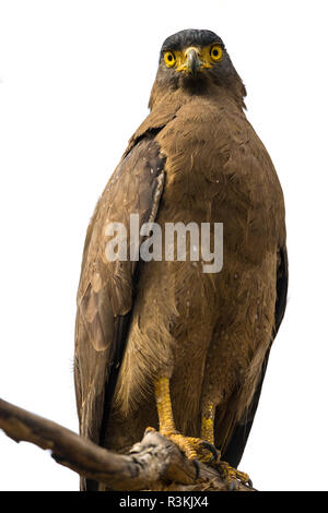 Indien. Crested Schlange Eagle (Spilornis cheela) in Bandhavgarh Tiger Reserve. Stockfoto