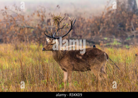 Indien. Barasingha, Southern Swamp Deer (Rucervus duvaucelii branderi) in Kanha Tiger Reserve. Stockfoto