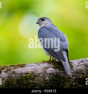 Indien. Shikra (Accipiter badius) in Kanha Tiger Reserve. Stockfoto