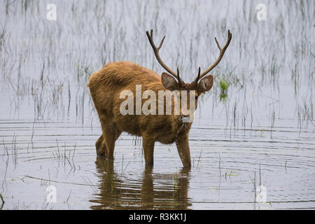 Indien. Barasingha, Southern Swamp Deer (Rucervus duvaucelii branderi) in Kanha Tiger Reserve. Stockfoto