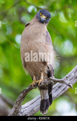 Indien. Crested Schlange Eagle (Spilornis cheela) in Bandhavgarh Tiger Reserve. Stockfoto