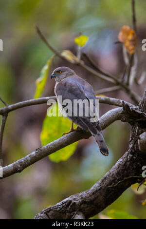 Indien. Shikra (Accipiter badius) in Kanha Tiger Reserve. Stockfoto