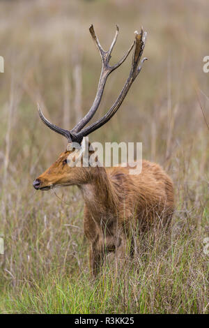 Indien. Barasingha, Southern Swamp Deer (Rucervus duvaucelii branderi) in Kanha Tiger Reserve. Stockfoto