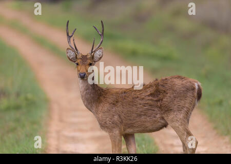 Indien. Barasingha, Southern Swamp Deer (Rucervus duvaucelii branderi) in Kanha Tiger Reserve. Stockfoto