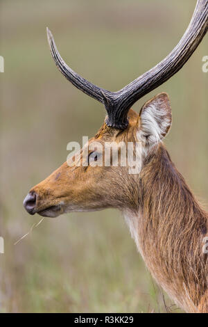 Indien. Barasingha, Southern Swamp Deer (Rucervus duvaucelii branderi) in Kanha Tiger Reserve. Stockfoto