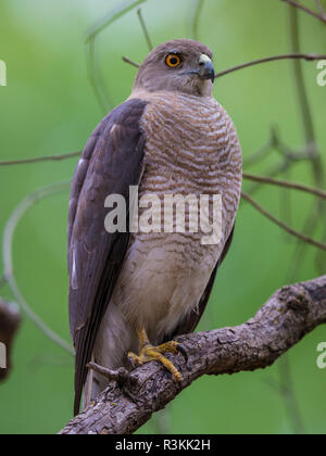 Indien. Shikra (Accipiter badius) in Kanha Tiger Reserve. Stockfoto