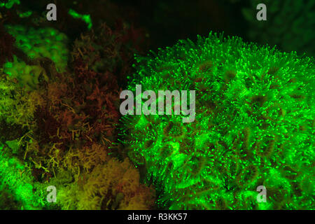 Natürlich vorkommende rot fluoreszierende Schwämme (Leucetta sp.) und grüne Hartkorallen (Acropora sp.). Nacht Tauchen auf der Insel Wetar, Banda See, Indonesien Stockfoto