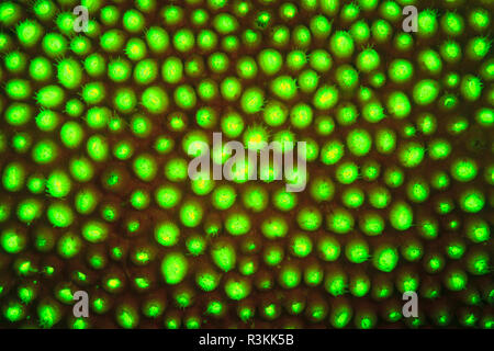 Natürlich vorkommende rot fluoreszierende Schwämme (Leucetta sp.) und grüne Hartkorallen (Acropora sp.). Nacht Tauchen auf der Insel Wetar, Banda See, Indonesien Stockfoto