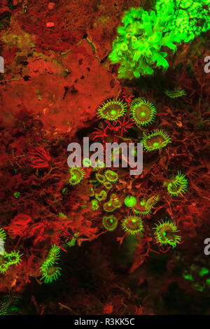 Natürlich vorkommende rot fluoreszierende Schwämme (Leucetta sp.) und grüne Hartkorallen (Acropora sp.). Nacht Tauchen auf der Insel Wetar, Banda See, Indonesien Stockfoto