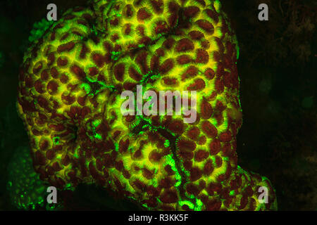 Natürlich vorkommende rot fluoreszierende Schwämme (Leucetta sp.) und grüne Hartkorallen (Acropora sp.). Nacht Tauchen auf der Insel Wetar, Banda See, Indonesien Stockfoto