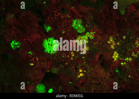 Natürlich vorkommende rot fluoreszierende Schwämme (Leucetta sp.) und grüne Hartkorallen (Acropora sp.). Nacht Tauchen auf der Insel Wetar, Banda See, Indonesien Stockfoto