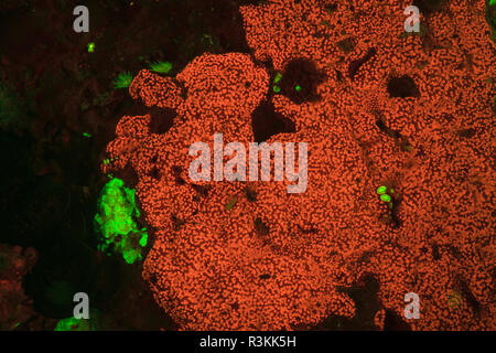 Natürlich vorkommende rot fluoreszierende Schwämme (Leucetta sp.) und grüne Hartkorallen (Acropora sp.). Nacht Tauchen auf der Insel Wetar, Banda See, Indonesien Stockfoto