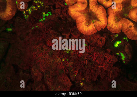 Natürlich vorkommende rot fluoreszierende Schwämme (Leucetta sp.) und grüne Hartkorallen (Acropora sp.). Nacht Tauchen auf der Insel Wetar, Banda See, Indonesien Stockfoto