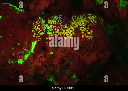 Natürlich vorkommende rot fluoreszierende Schwämme (Leucetta sp.) und grüne Hartkorallen (Acropora sp.). Nacht Tauchen auf der Insel Wetar, Banda See, Indonesien Stockfoto