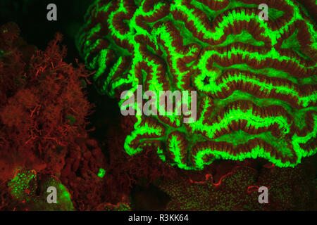 Natürlich vorkommende rot fluoreszierende Schwämme (Leucetta sp.) und grüne Hartkorallen (Acropora sp.). Nacht Tauchen auf der Insel Wetar, Banda See, Indonesien Stockfoto