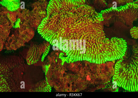 Natürlich vorkommende rot fluoreszierende Schwämme (Leucetta sp.) und grüne Hartkorallen (Acropora sp.). Nacht Tauchen auf der Insel Wetar, Banda See, Indonesien Stockfoto