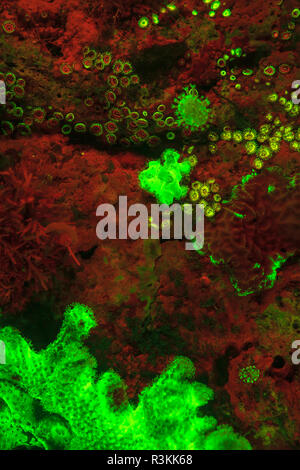 Natürlich vorkommende rot fluoreszierende Schwämme (Leucetta sp.) und grüne Hartkorallen (Acropora sp.). Nacht Tauchen auf der Insel Wetar, Banda See, Indonesien Stockfoto