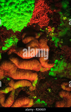 Natürlich vorkommende rot fluoreszierende Schwämme (Leucetta sp.) und grüne Hartkorallen (Acropora sp.). Nacht Tauchen auf der Insel Wetar, Banda See, Indonesien Stockfoto