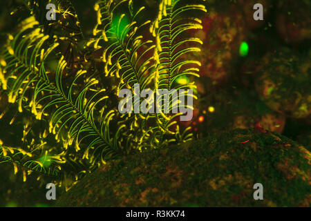 Natürlich vorkommende Fluoreszenz-in Unterwasser crinoiden (Oxycomanthus bennettii). Nachttauchgang in Kalabahi Bay, Alor Island, Indonesien Stockfoto