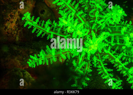 Natürlich vorkommende Fluoreszenz-in Unterwasser Verzweigung Seeanemone (Actinodendron glomeratum). Nachttauchgang in Kalabahi Bay, Alor Island, Indonesien Stockfoto