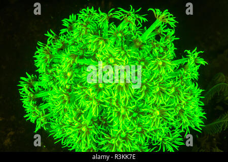 Natürlich vorkommende Fluoreszenz-in Unterwasser Pilz Leder Korallen (Sarcophyton sp.). Nachttauchgang in Kalabahi Bay, Alor Island, Indonesien Stockfoto