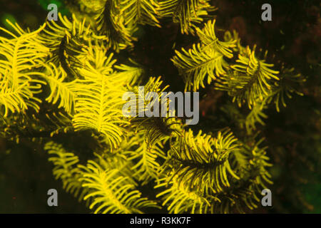 Natürlich vorkommende Fluoreszenz-in Unterwasser crinoiden (Oxycomanthus bennetti). Nachttauchgang in Kalabahi Bay, Alor Island, Indonesien Stockfoto