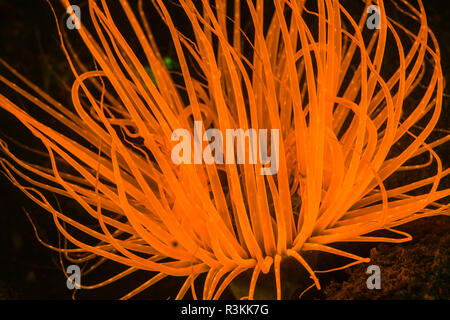 Natürlich vorkommende Fluoreszenz-in Unterwasser Rohr Seeanemone (Ceranthidae) unbekannte Arten. Nachttauchgang in Kalabahi Bay, Alor Island, Indonesien Stockfoto