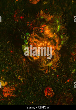 Natürlich vorkommende Fluoreszenz-in Unterwasser Einsiedlerkrebs mit Anemonen (Calliactis sp.). Nachttauchgang in Kalabahi Bay, Alor Island, Indonesien Stockfoto