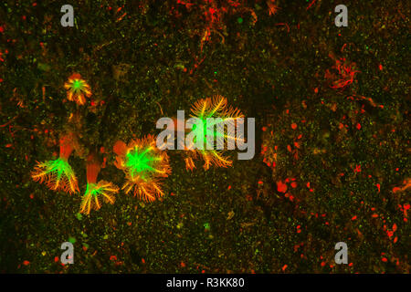 Natürlich vorkommende Fluoreszenz-in Unterwasser Tuberculate Nacht Anemone (Alicia sansibarensis). Nachttauchgang in Kalabahi Bay, Alor Island, Indonesien Stockfoto