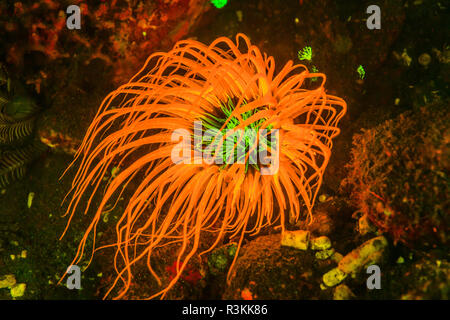 Natürlich vorkommende Fluoreszenz-in Unterwasser Rohr Seeanemone (Ceranthidae) unbekannte Arten. Nachttauchgang in Kalabahi Bay, Alor Island, Indonesien Stockfoto