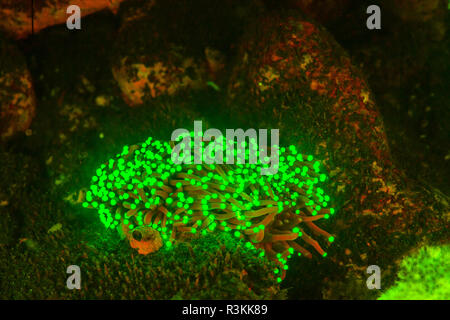 Natürlich vorkommende Fluoreszenz-in Unterwasser Hartkorallen (Heliofungia sp.). Nachttauchgang in Kalabahi Bay, Alor Island, Indonesien Stockfoto