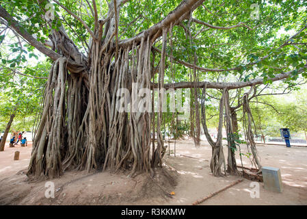 Banyan Bäume werden bis zu einer Höhe von ca. 25 m wachsen und haben grosse Vordächer, Sigiriya, Sri Lanka. Stockfoto