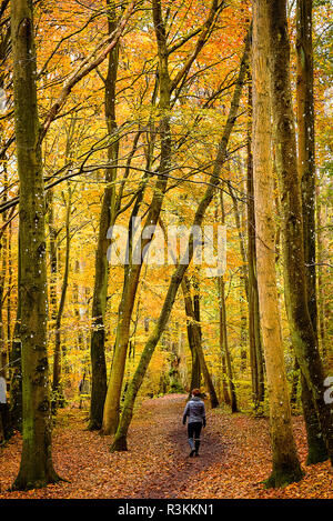 Wandern in den Wäldern von Jütland im Herbst, Dänemark Stockfoto