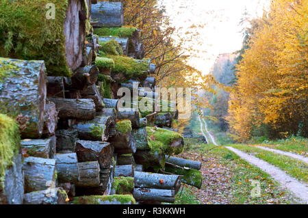 Stämme der gefällten Bäume, gefällte Bäume und Wald, Entwaldung Stockfoto