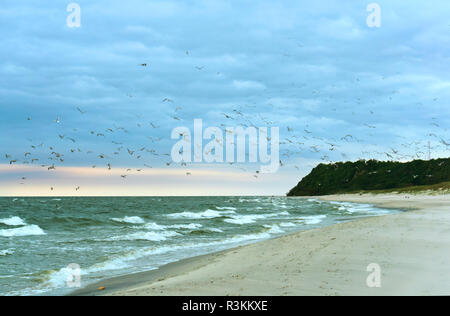 Ein Schwarm Vögel über das Meer, die Vögel am Strand Stockfoto