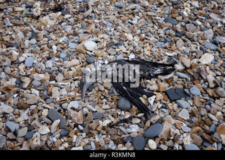 Tote Seevögel auf der berühmten Jurassic Coast Strand zwischen Charmouth und Lyme Regis in West Dorset UK gewaschen Geölt Stockfoto