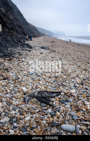 Tote Seevögel auf der berühmten Jurassic Coast Strand zwischen Charmouth und Lyme Regis in West Dorset UK gewaschen Geölt Stockfoto