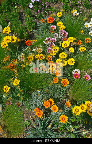 Nahaufnahme einer Blüte Grenze mit der Colouful Blüte Gazania 'Frosty Gemischt' Stockfoto