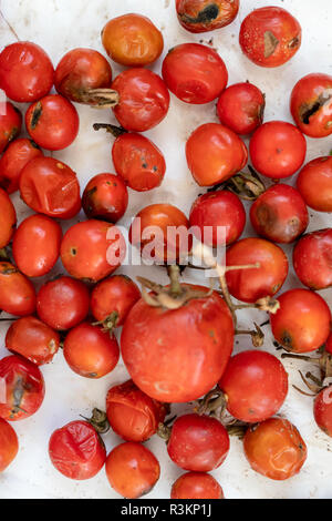 Vielen faulen Tomaten, Hintergrund, Nahaufnahme mit Schimmel bedeckt Stockfoto