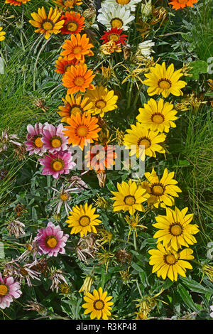 Nahaufnahme einer Blüte Grenze mit der Colouful Blüte Gazania 'Frosty Gemischt' Stockfoto