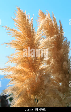 Im Südwesten der Türkei, Provinz Denizli, Fluss Menderes Tal, Pamukkale, blühenden Zierpflanzen anatolischen Weizen Gras. Stockfoto