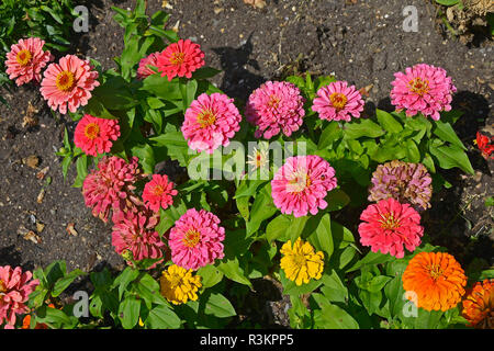 Nahaufnahme einer Blüte Grenze mit Colouful Blüte Zinnia 'Zany Rose Pico' Stockfoto